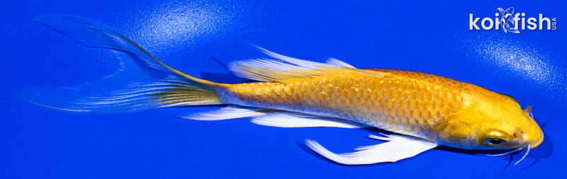 6" GINRIN YAMABUKI OGON BUTTERFLY