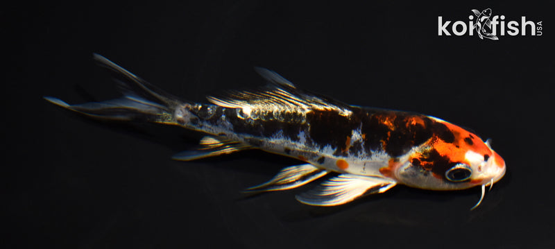 5.25" HEISEI NISHIKI BUTTERFLY