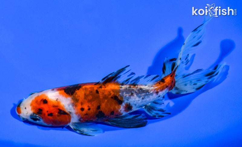 5.25" WAKIN GOLDFISH
