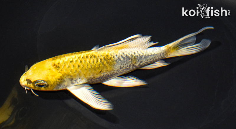5.75" GINRIN KUJAKU BUTTERFLY