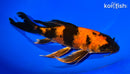 9.5" HI UTSURI BUTTERFLY