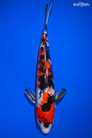 10.75" SHOWA