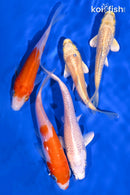 PACK OF (5) 3.75-4.5" STANDARD KOI