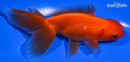 5" ORANDA GOLDFISH