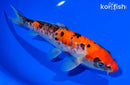 7.75" DOITSU GOSHIKI