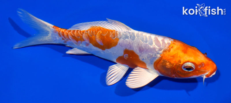 6.5" KIKUSUI