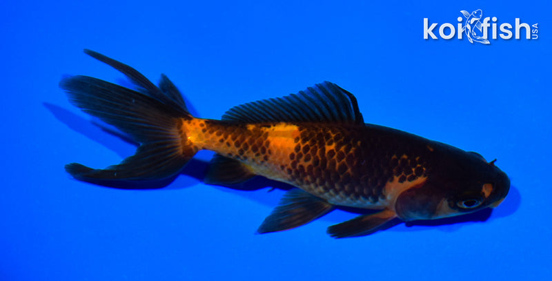 4.75" WAKIN GOLDFISH