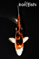 5.75" HEISEI NISHIKI