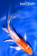 5.75" HARIWAKE BUTTERFLY