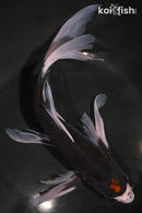 10.25" BENI MATSUKAWABAKE BUTTERFLY