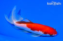 6.25" WATONAI GOLDFISH