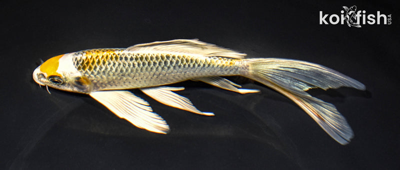 8" KUJAKU BUTTERFLY