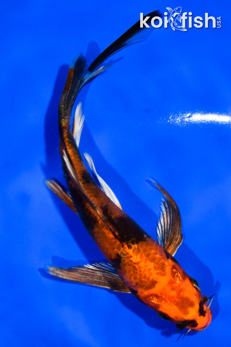 5" KIN HI UTSURI BUTTERFLY