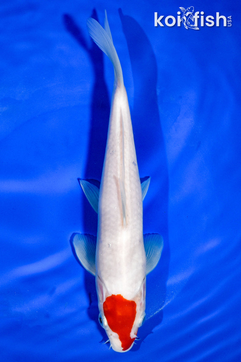 9" TANCHO KOHAKU