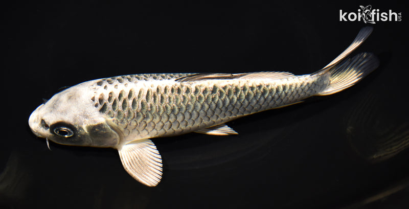 7.25" GINGA