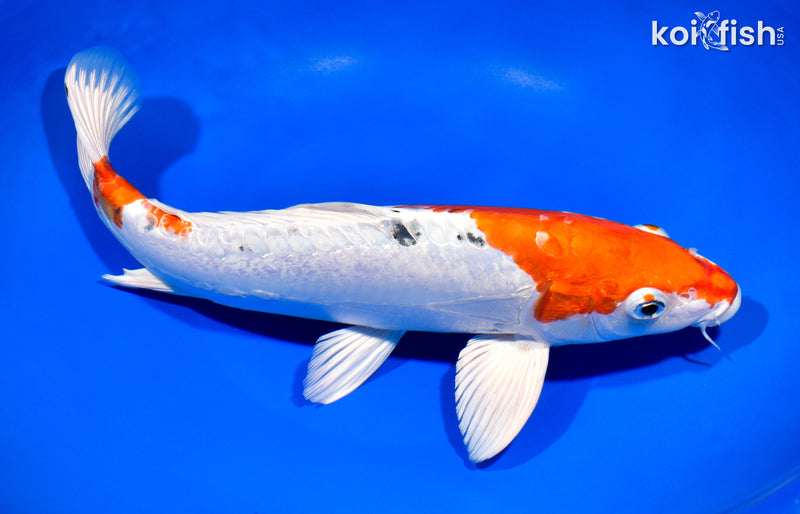 12.75" HEISEI NISHIKI