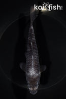 6.25" MATSUKAWBAKE