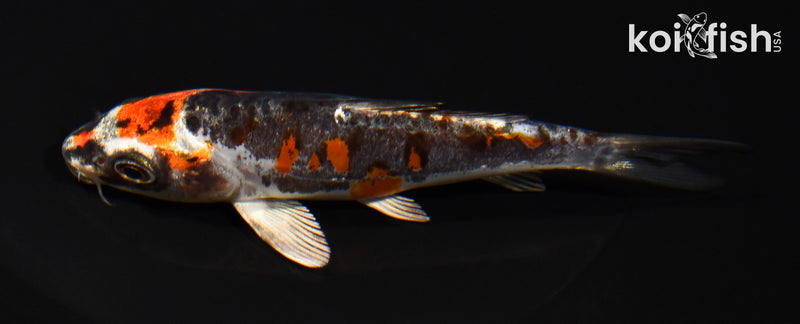 5" BENI KIKOKURYU