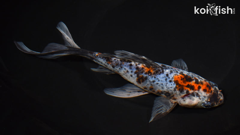 8" SHUBUNKIN GOLDFISH