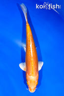 9" DOITSU ORENJI OGON