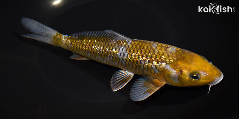 8.75" GINRIN OCHIBA SHIGURE