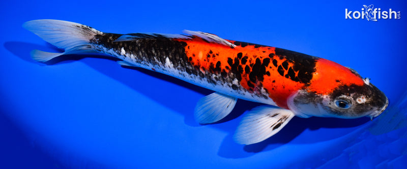 13.5" GOSHIKI