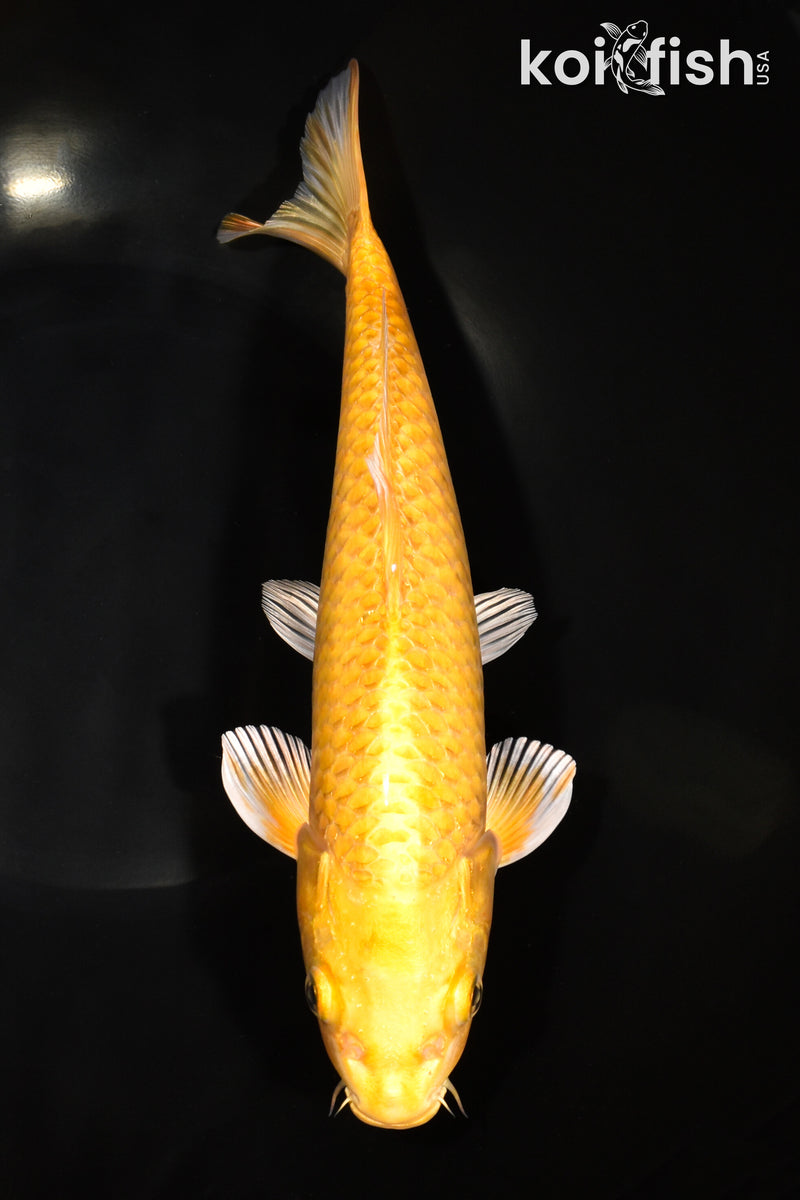 11" YAMABUKI OGON