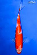 6.5" KOHAKU