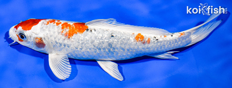 8" GINRIN YAMATO NISHIKI