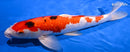 15.25" GINRIN SANKE