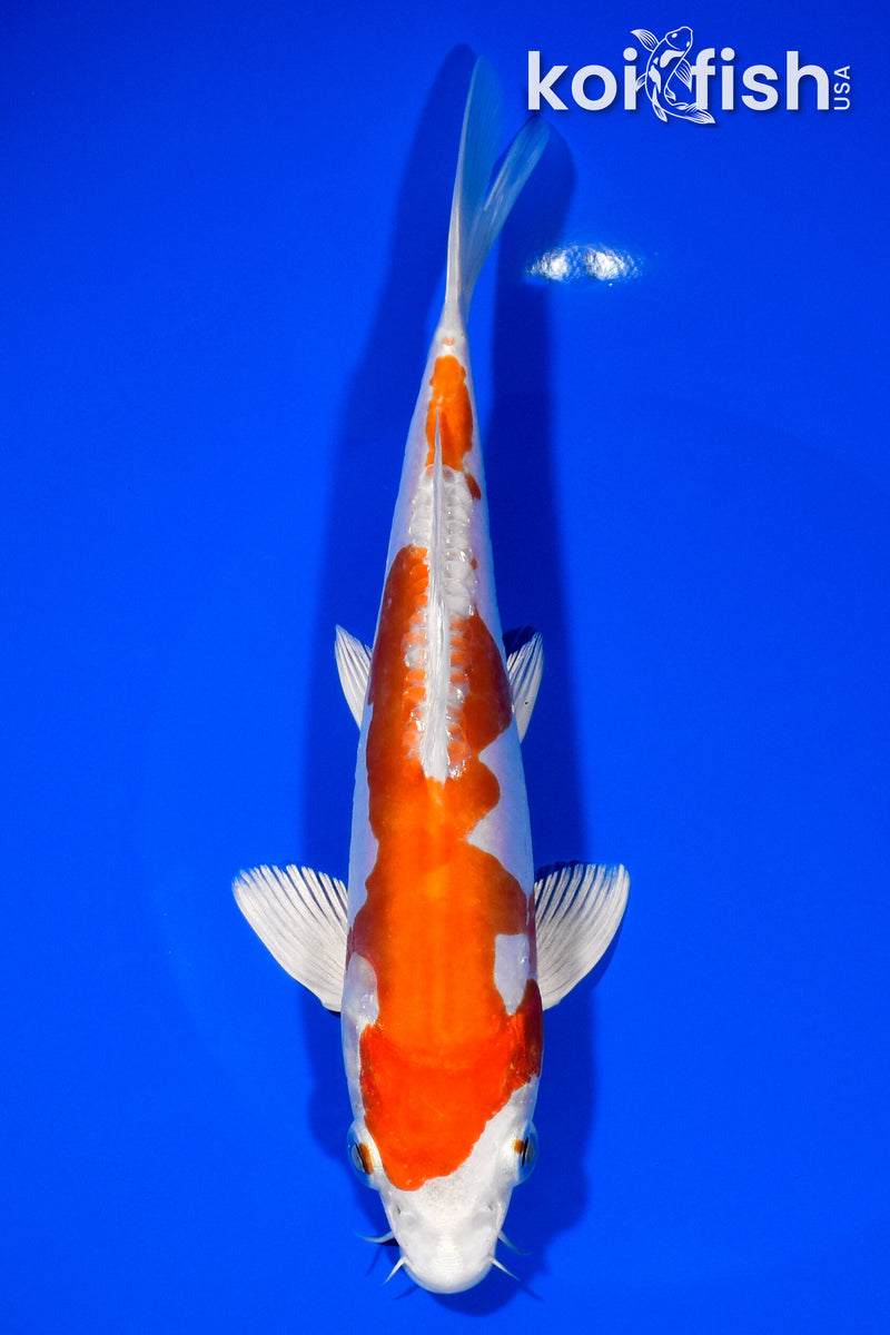 7.75" KIKUSUI