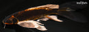 10.5" BENI GINGA BUTTERFLY