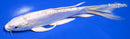 6.5" DOITSU PLATINUM OGON BUTTERFLY