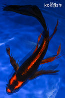 9.75" AKA MATSUBA BUTTERFLY