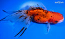 5.25" CALICO ORANDA GOLDFISH