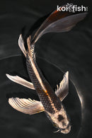 7.75" BENI GINGA BUTTERFLY