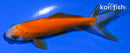 4" WAKIN GOLDFISH