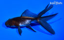 5" WATONAI GOLDFISH