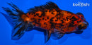 4" TELESCOPE FANTAIL GOLDFISH