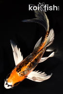 7" ARAGOKE BENI KIKOKURYU BUTTERFLY