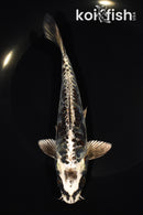 6.75" ARAGOKE BENI KIKOKURYU