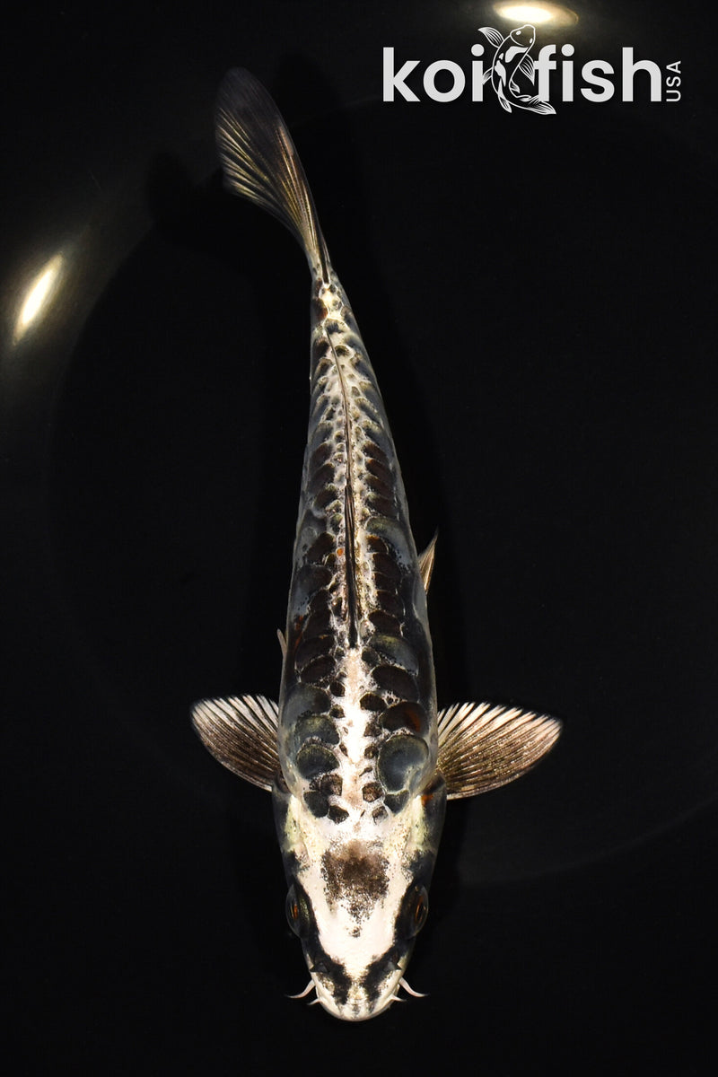 6.75" ARAGOKE BENI KIKOKURYU