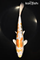 9.75" HEISEI NISHIKI