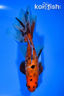 6.25" CALIKO WAKIN GOLDFISH