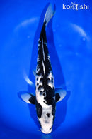 15.75" MATSUKAWABAKE