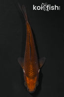 4.25" CHAGOI