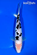 10" DOITSU SHIRO BEKKO