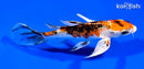 6" YAMATO NISHIKI BUTTERFLY