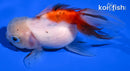 4.75" ORANDA GOLDFISH