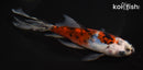 7.5" SHUBUNKIN GOLDFISH